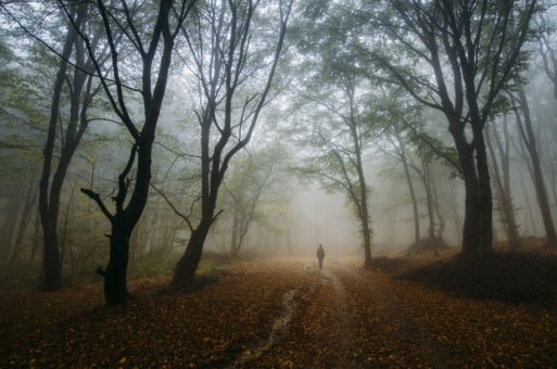 long person walking in a forest in fog