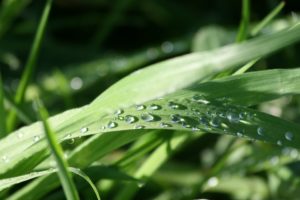 A blade of grass covered in dew, similar to the one described in Margaret Atwood's poem