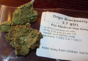 Two buds of medical marijuana sitting on top of a bag that says "for medicinal use only"