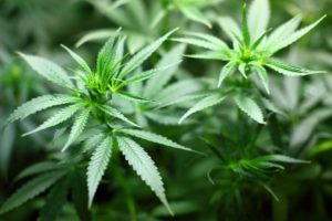 A pair of growing medical marijuana plants