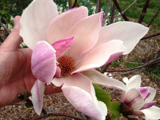 Had suffering chronic pain holding magnolia bloom