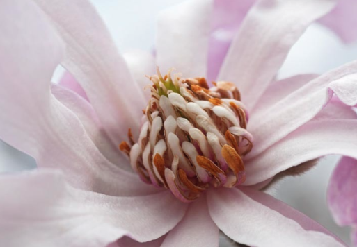 Close up of pink magnolia illustrating chronic pain