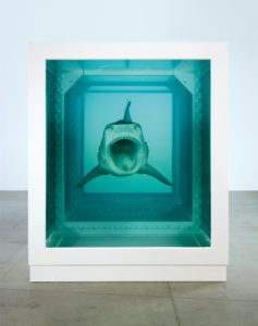 Frontal view of a shark suspended in a tank of formaldehyde