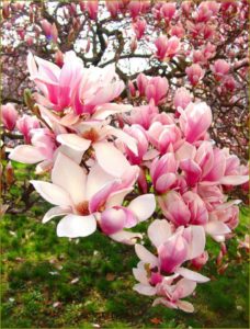 Close up of magnolia blossoms