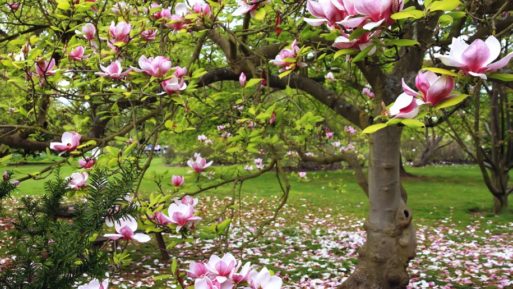 Pink magnolia tress with blossoms falling symbolizes chronic pain