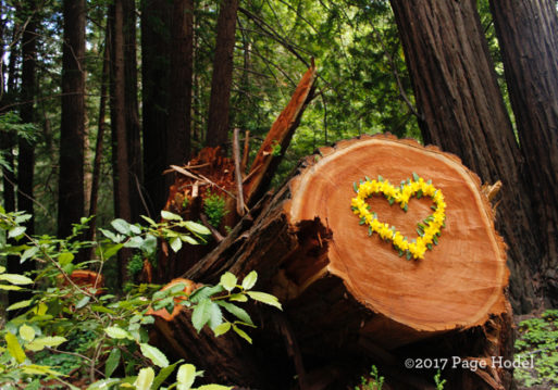 Heart made of flowers on a tree stump in woods