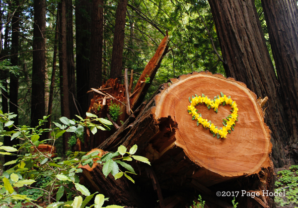 Heart made of flowers on a tree stump in woods