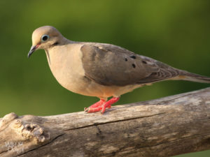A gray mourning dove