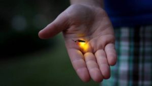 A man holds a firefly
