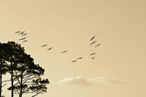 A flock of birds fly next to a tree at sunset 