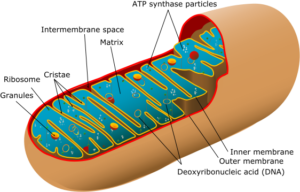 An illustration of mitochondria, which is impaired in patients diagnosed with mitochondrial disease
