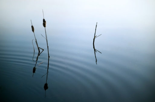 Cat tails in fog symbolize emerging from guilt and shame