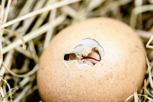 A chick hatches from a cracked egg