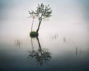 A lone tree in water symbolizes guilt and shame 