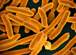 A close up photo of the E. Coli bacteria, an infection that can be prevented with a high-fiber diet