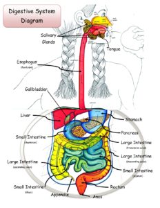 Diagram of GI tract which benefits from high-fiber diet