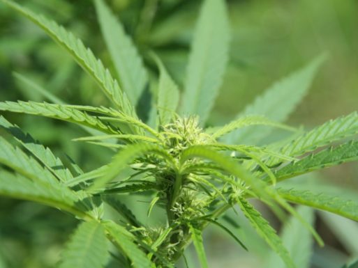 Marijuana plant containing cannabinoids