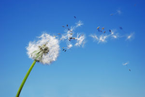 Dandelion blowing in the wind signified end-of-life conversations
