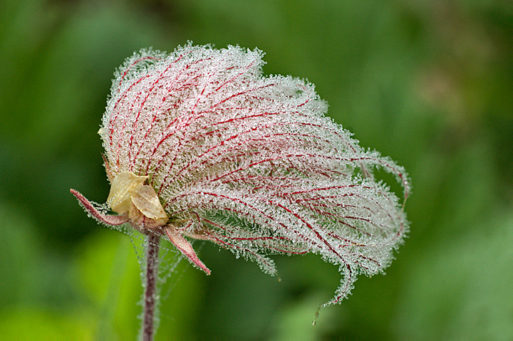 Lone pink flower covered in dew shows loneliness end stage renal disease