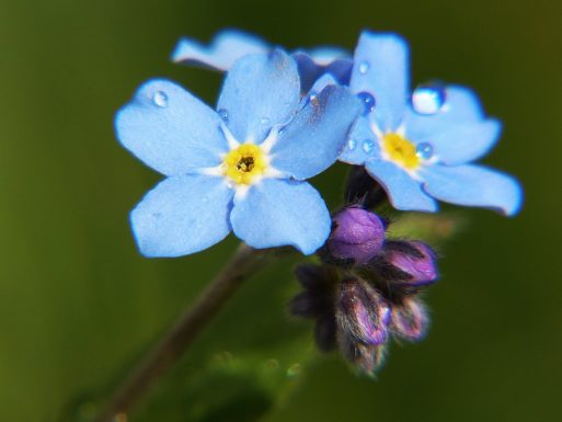 A photo of a blue forget-me-not flower in bloom, grown from forget-me-not memorial seed packets