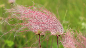 Pink flower blowing in the wind shows the fragile life of someone with end stage renal disease