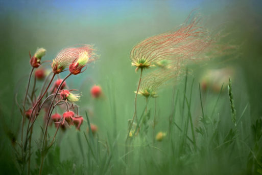 Delicate pink flowers blowing in the wind show end stage renal disease