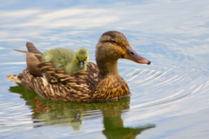 An image of a duck and its duckling