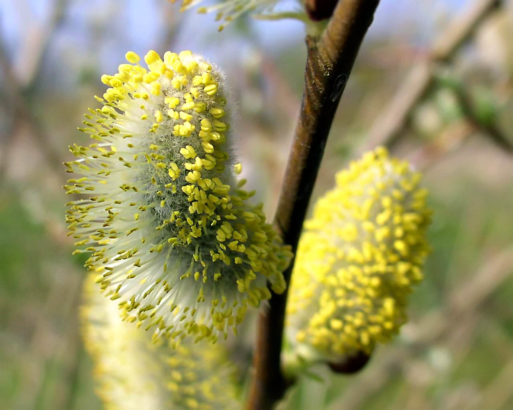 Closeup of a new willow blossom shows isolation of dying