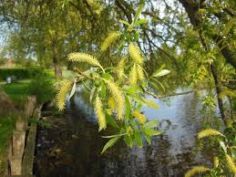 Willow tree with buds over water is not usually a symbol of bravery