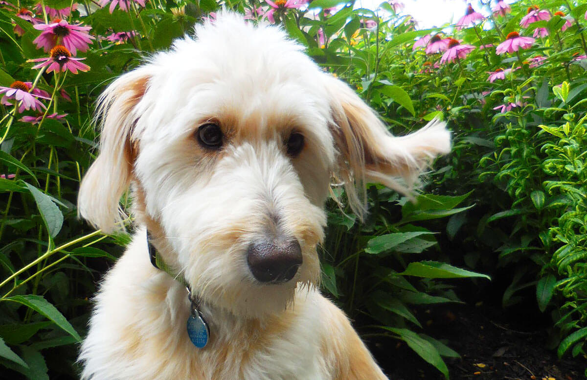 Portrait of Rocky the Goldendoodle from Bartolomeo and Perotto Funeral Home