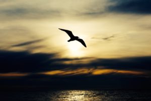 Seagull flying in front of the setting sun along the coast symbolizing grief