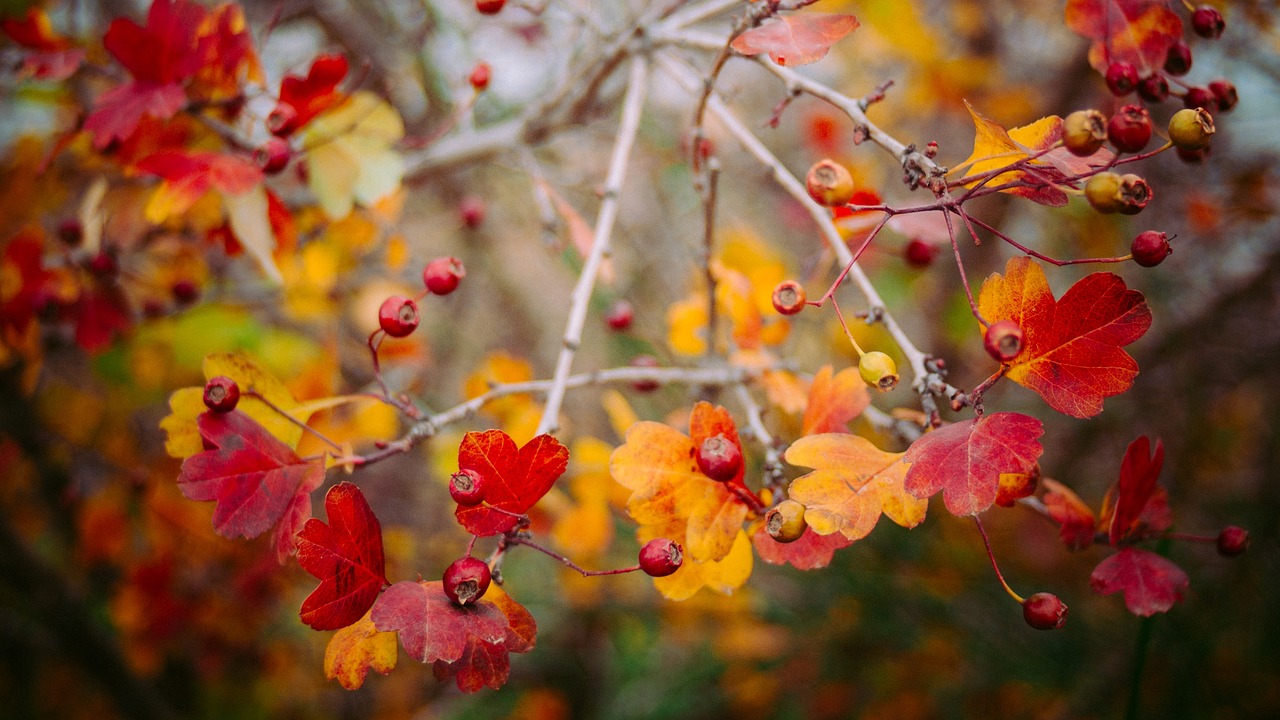 Closeup of autumn leaves symbolize anticipatory grief and approaching death