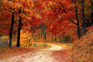 A path through the woods in fall leads to thinking about anticipatory grief