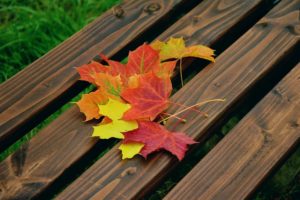 Fall foliage symbolizes death and dying
