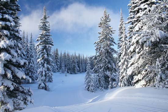 snow covered pine trees delight children with cancer
