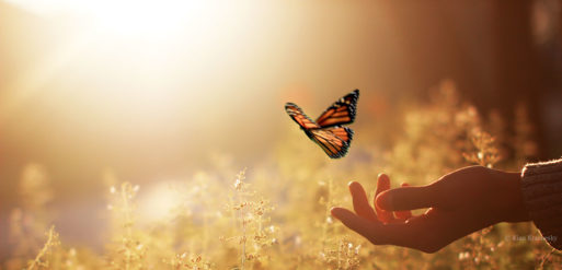 Letting go of a butterfly 