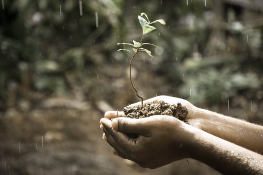 Human hands cupping a sapling and dirt symbolizing nourishment and enrichment