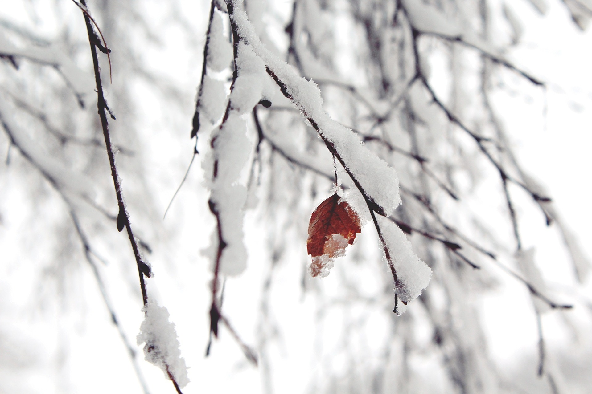 snow covered trees delight children with cancer