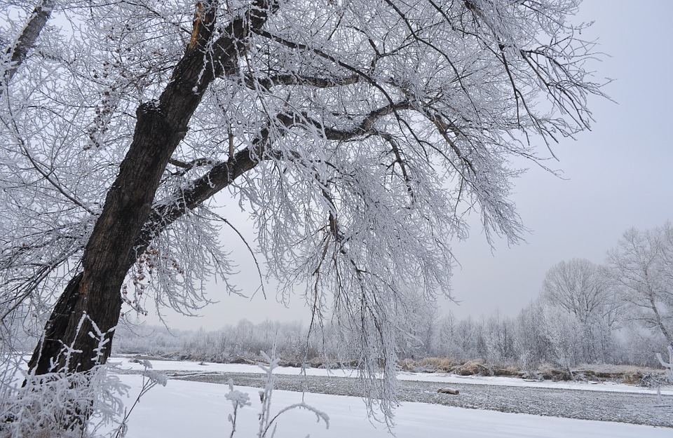 Tree covered with snow on New Year's Day