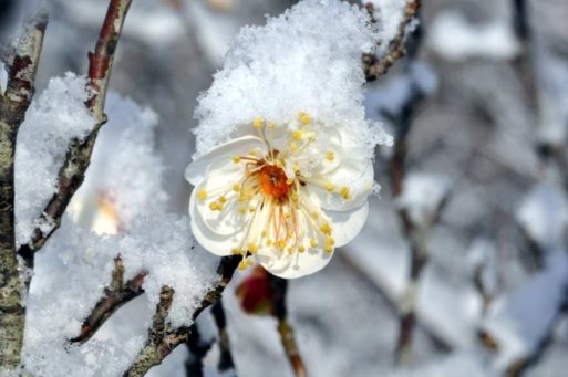 A tree branch with a single flower covered with ice on New Year's Day