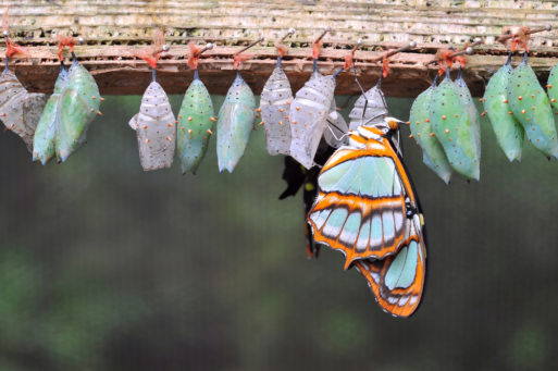 Caterpillars transforming to butterflies