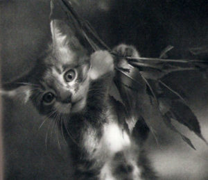 A photo of a kitten from "The Blue Day Book"
