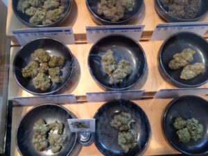 Harborside Medical Marijuana dispensary case of cannabis buds