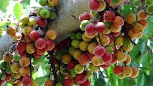 Banyan tree fruit shows hope after denial