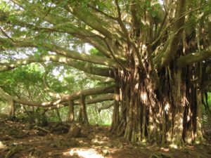 Banyan tree in a park shows strength and persistence of denial