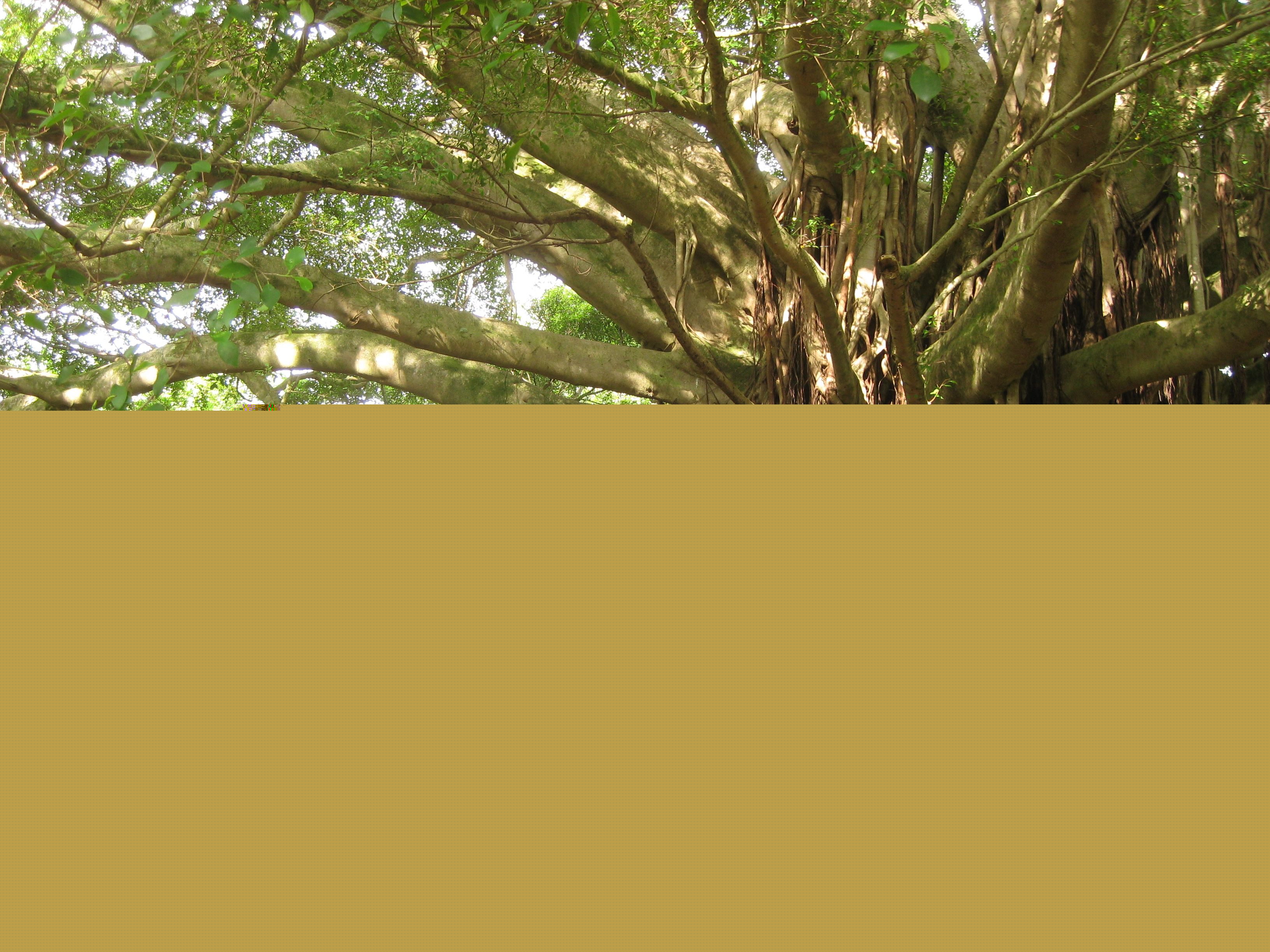 Banyan tree in a park shows strength and persistence of denial