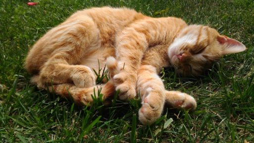 Orange cat laying in grass.