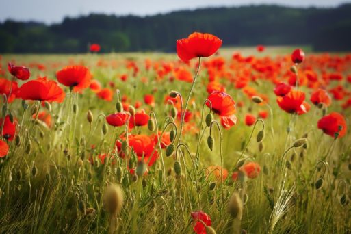 A field of poppies as "In Flanders Fields"