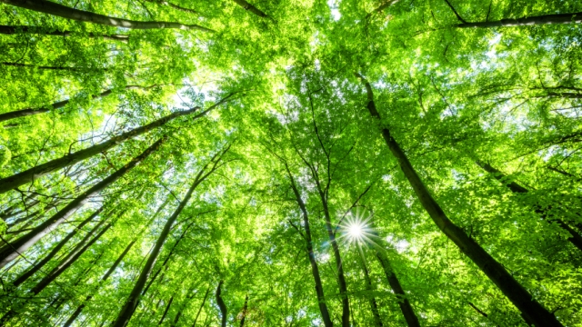 Trees of green are part of what a wonderful world