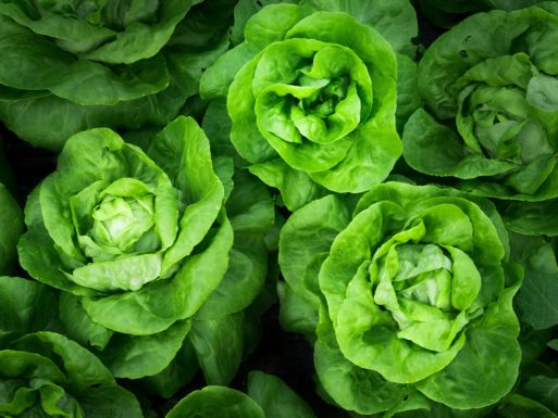 An image of leafy greens